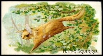 16 Flying Squirrel